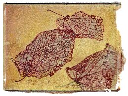 feuilles null